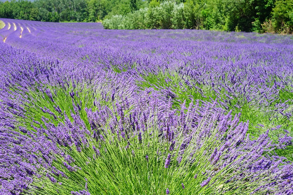 Прованс